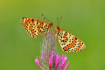 Melitaea didyma  562