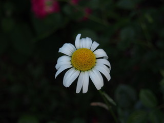 Obraz premium 初夏の花