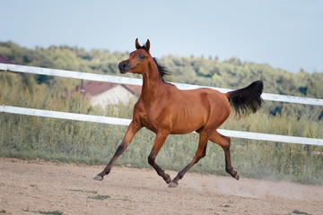 Young bay arabian horse running on paddock in summer. Body portrait closeup.
