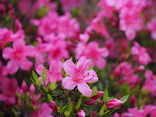 初夏の花