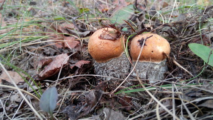 mushrooms in the forest