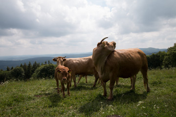 Rinder im Sauerland