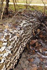 anthill in forest