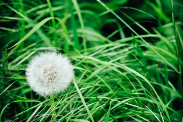 Dandelion flower on green background