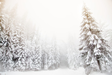 Snowy fir trees winter wonderland background