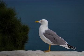 Alicante, Spain; November 22, 2018: Seagull in the Cap de la Nau in Jávea, Alicante