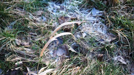 grass in wintertime,grass, halm, snow, winter, cold