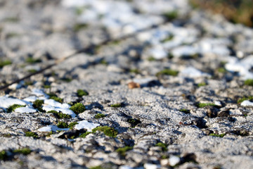 De la mousse pousse sur l'autoroute