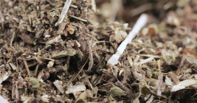 Motherwort grass in bulk