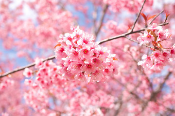 Wild himalayan cherry blossoms in spring season, Pink sakura flower for background