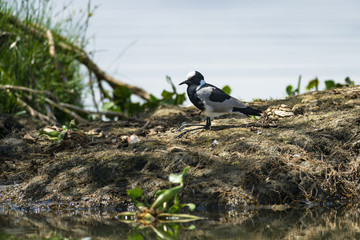 Obraz premium A blacksmith lapwing or blacksmith plover (Vanellus armatus) resting at the shore of Lake Naivasha, Kenya