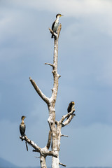 Three White-breasted cormorant or Great Cormorant ( Phalacrocorax carbo ) perched on dead tree on Lake Naivasha, Kenya