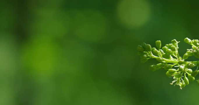 Grappo d'uva in primavera
