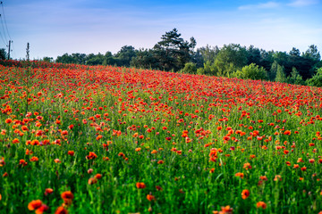 Fototapeta na wymiar Macro shot of a red poppy blooms in a colorful, abstract and vibrant blossom field, a meadow full of blooming summer flowers, on romantic evening during sunset. Morning dew in grass. Magical moment