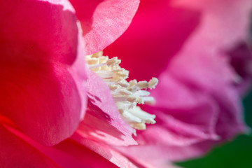 Macro shot of a pink cactus blossom on a clear blue sky background on a sunny summer day