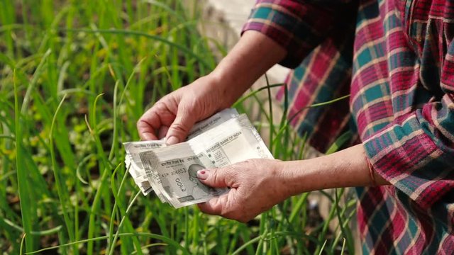 Close up of women farmer hand counting five hundred paper Indian money rupees in front of lush green farm, concept of making money in Agriculture