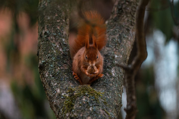 Eichhörnchen / Squirrel