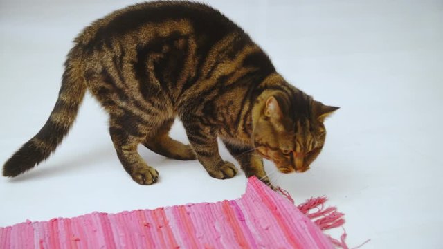 Cat scared and jump away in slow motion 4K. Long shot of British cat in focus at home playing with carpet.