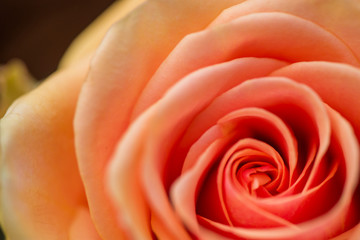 Macro shot of beautiful rose. Warm colors, romantic autumn background. 