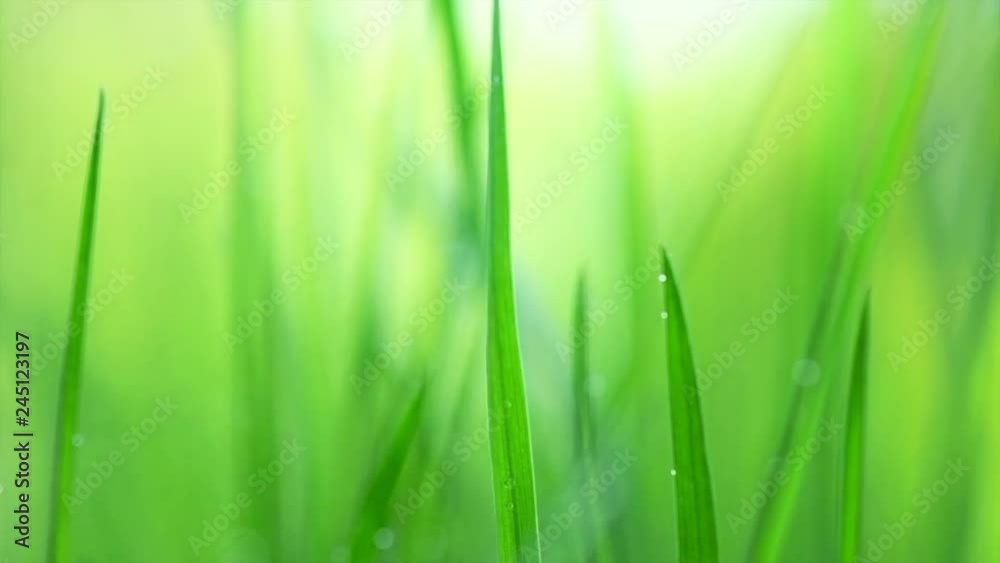 Canvas Prints Grass with dew drops. Blurred growing grass background with water drops closeup. Slow motion 4K UHD video 3840X2160