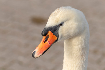 Porträt von einem Schwan Querformat