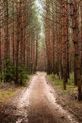 Fototapeta premium Road in the pine forest