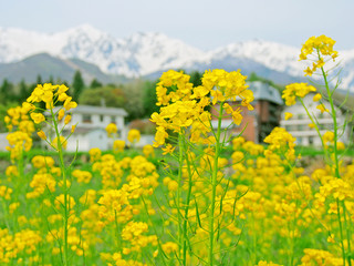 Fototapeta premium 春・菜の花と雪山【白馬村・白馬三山】