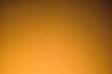 Birds silhouettes flying above against sunset