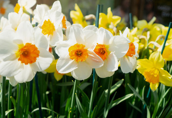 Close up of a Field of White and Yellow Daffodils fieldin spring, A beautiful White and Yellow narcissus in english garden, flowers bloosom in Spring or Summer concept