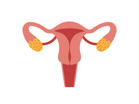 Female reproductive system for childbearing. Anatomy human woman, uterus and gynecology. Vector illustration