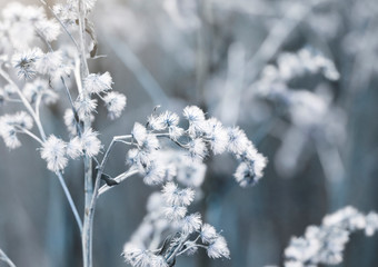 Soft focus of dry wild flower in the winter on blue tone, Selective focus of dried flowers in winter forest, Vintage tone with copy space for Valentines background