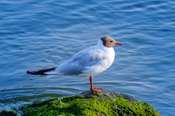 Fototapeta premium Gulls on the Sea of Marmara in Istanbul
