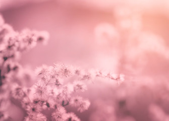 Soft focus of dry wild flower in the winter on pink and orange tone, Blurred image of dried flowers in winter field, Sweet colour tone for Valentines background