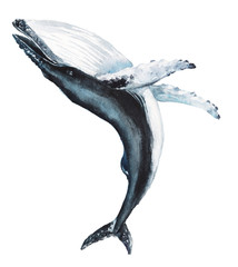 Watercolor hand-drawn humpback whale illustration - jumping up, playful, happy mammal. Character, logo, children wallpaper, doodle, cartoon. Marine clip art. Ocean, sea inhabitant.