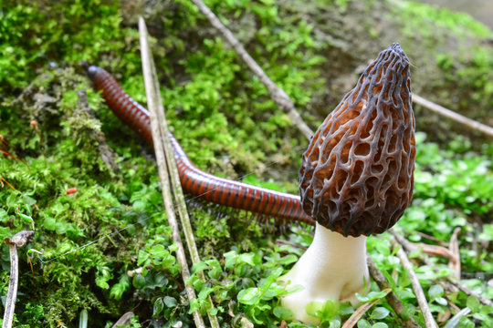 Black Morel and Millipede in a moss
