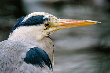 Head Shot of a Great Blue Heron