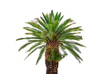 Beautiful palm tree isolated on white background.