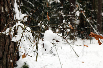 autumn leaves under the snow