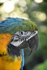 parrot