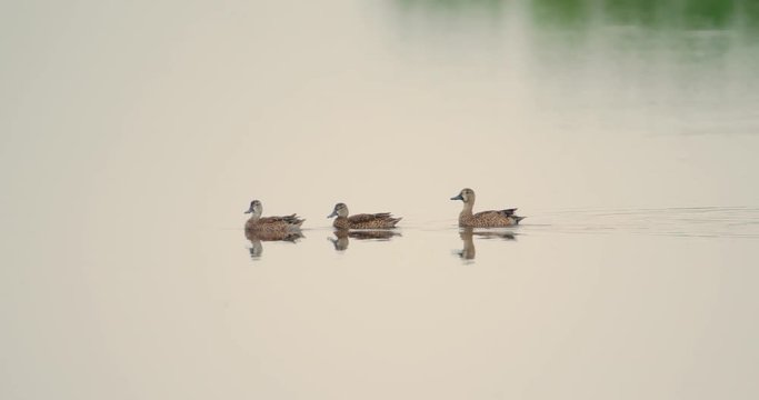 Peaceful shot of Blue-winged teal ducks swimming in calm water
