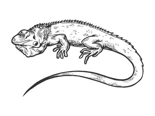 Iguana animal engraving vector illustration. Scratch board style imitation. Black and white hand drawn image.