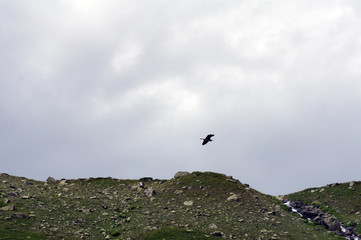 Piemonte airone cenerino nel cielo
