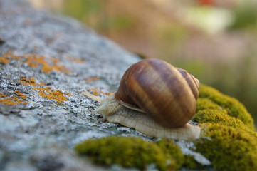 Chiocciola
