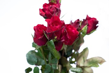 Closeup beautiful fresh red roses and green leaf with white background