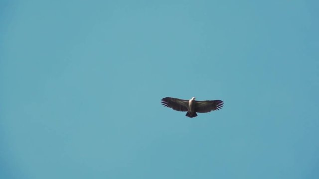 Huge vulture in flight,low angle view.
Himalayan griffon soaring in clear blue sky with fully wingspan in the morning light,HD slow motion .


 