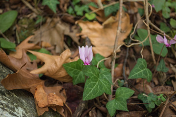 lone pink cyclamen in the forest