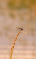 Libelula macro