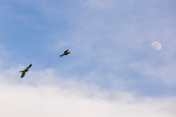 Aves do lado azul