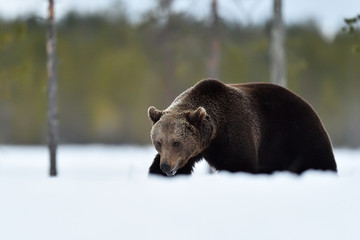 bear in snow