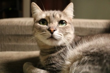 Gatinha do comercial de comida pra gato